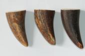 Pointes de dents de phacochère, lot de 3, ref:PHACOpT69721