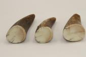 Pointes de dents de phacochère, lot de 3, ref:PHACOpT69723