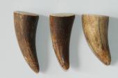 Pointes de dents de phacochère, lot de 3, ref:PHACOpT69723