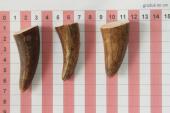 Pointes de dents de phacochre, lot de 3, ref:PHACOpT69723