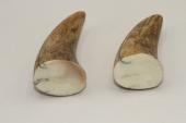 Pointes de dents de phacochère, lot de 2, ref:PHACOpT69724