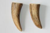 Pointes de dents de phacochère, lot de 2, ref:PHACOpT69724