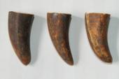 Pointes de dents de phacoch&egrave;re, lot de 3, ref:PHACOpT74779