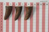 Pointes de dents de phacoch�re, lot de 3, ref:PHACOpT74779