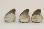 Pointes de dents de phacoch&egrave;re, lot de 3, ref:PHACOpT74779