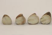 Pointes de dents de phacoch&egrave;re, lot de 4, ref:PHACOpT74780