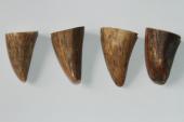 Pointes de dents de phacoch&egrave;re, lot de 4, ref:PHACOpT74780
