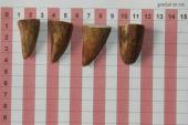 Pointes de dents de phacoch�re, lot de 4, ref:PHACOpT74780