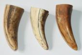 Pointes de dents de phacoch&egrave;re, lot de 3, ref:PHACOpT74781