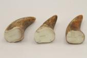 Pointes de dents de phacoch&egrave;re, lot de 3, ref:PHACOpT74781
