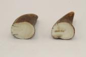 Pointes de dents de phacoch&egrave;re, lot de 2, ref:PHACOpT74782