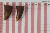 Pointes de dents de phacoch�re, lot de 2, ref:PHACOpT74782