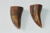 Pointes de dents de phacoch&egrave;re, lot de 2, ref:PHACOpT74782