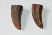 Pointes de dents de phacoch&egrave;re, lot de 2, ref:PHACOpT74783