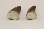 Pointes de dents de phacoch&egrave;re, lot de 2, ref:PHACOpT74783