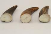 Pointes de dents de phacoch&egrave;re, lot de 3, ref:PHACOpT74784