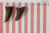 Pointes de dents de phacoch�re, lot de 2, ref:PHACOpT74785