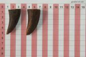 Pointes de dents de phacoch�re, lot de 2, ref:PHACOpT74786