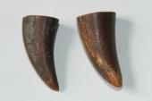 Pointes de dents de phacoch&egrave;re, lot de 2, ref:PHACOpT74786