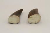 Pointes de dents de phacoch&egrave;re, lot de 2, ref:PHACOpT74786