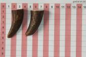 Pointes de dents de phacoch�re, lot de 2, ref:PHACOpT74787