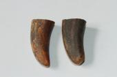 Pointes de dents de phacoch&egrave;re, lot de 2, ref:PHACOpT74788
