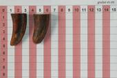 Pointes de dents de phacoch�re, lot de 2, ref:PHACOpT74788