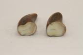 Pointes de dents de phacoch&egrave;re, lot de 2, ref:PHACOpT74788