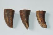 Pointes de dents de phacoch&egrave;re, lot de 3, ref:PHACOpT74789
