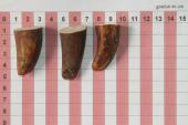 Pointes de dents de phacoch�re, lot de 3, ref:PHACOpT74789