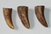 Pointes de dents de phacoch&egrave;re, lot de 3, ref:PHACOpT74790