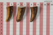 Pointes de dents de phacoch�re, lot de 3, ref:PHACOpT74790