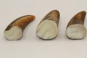 Pointes de dents de phacoch&egrave;re, lot de 3, ref:PHACOpT74790