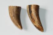 Pointes de dents de phacoch&egrave;re, lot de 2, ref:PHACOpT74791
