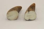 Pointes de dents de phacoch&egrave;re, lot de 2, ref:PHACOpT74791
