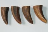 Pointes de dents de phacoch&egrave;re, lot de 4, ref:PHACOpT74792