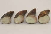Pointes de dents de phacoch&egrave;re, lot de 4, ref:PHACOpT74792