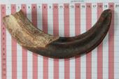 D�fense de phacoch�re, ref:PHACOe74800