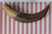 D�fense de phacoch�re, ref:PHACOe74802