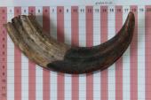 D�fense de phacoch�re, ref:PHACOe74803