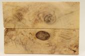 Plaquettes pour la coutellerie, Loupe d'acacia, ref:PLpAc75101