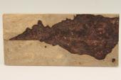 Plaquettes , Pal. du Honduras (D. stevensonii Cites E-03032/16 du 10/06/2016), ref:PPalH75919