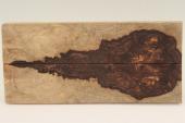 Plaquettes , Pal. du Honduras (D. stevensonii Cites E-03032/16 du 10/06/2016), ref:PPalH75919