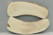 Plaquettes pour la coutellerie, d�fense de phacoch�re, ref:PPHACO76127