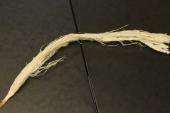 Tendon d'autruche, en lot de 5, ref:TendonAU--0