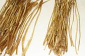 Tendon d'autruche, en lot de 5, ref:TendonAU--0