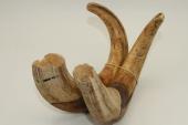 Dfenses de phacochre, la paire, ref:PHACOp42224