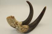 Dfenses de phacochre, la paire, ref:PHACOp42223